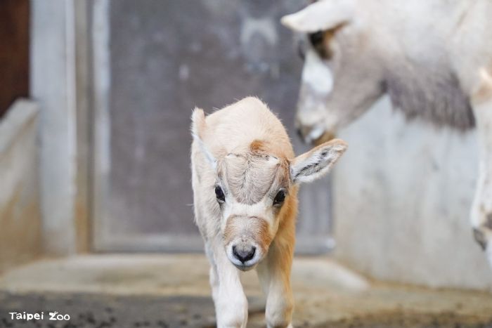 冬日新生命報到！臺北市立動物園弓角羚羊寶寶誕生，保育員暖心接力守護成長